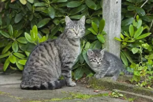 Cat - mother with kitten in garden - Lower Saxony - Germany