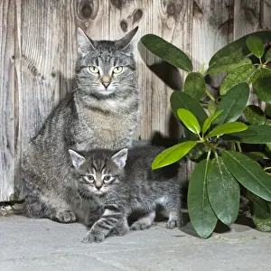 Shed Prints: Cat - mother with kitten beside garden shed - Lower Saxony - Germany