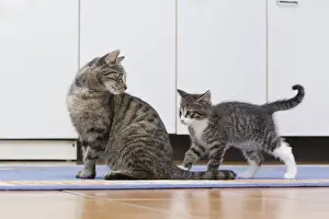 Kitchens Prints: Cat - mother with kitten in kitchen - Lower Saxony - Germany