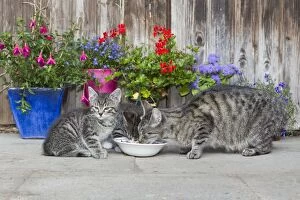 Images Dated 12th July 2011: Cat - mother with two kittens feeding outdoors - Lower Saxony - Germany