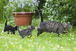 Parent And Young Prints: Cat - mother with two kittens in garden - Lower Saxony - Germany