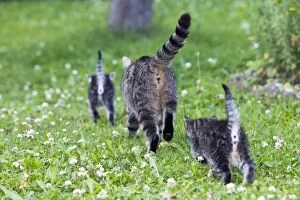 Images Dated 26th June 2011: Cat - mother with two kittens in garden - rear view - Lower Saxony - Germany
