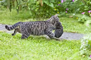 Move Prints: Cat - mother transporting kitten through garden - Lower Saxony - Germany