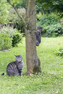 Watch Prints: Cat - mother watching kitten playing on tree trunk - Lower Saxony - Germany