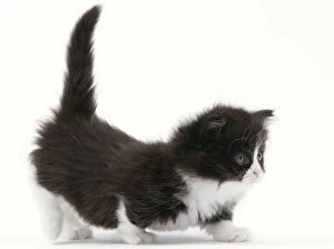 Images Dated 25th June 2012: Cat - Munchkin