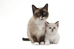 Images Dated 25th June 2012: Cat - Munchkin - adult & kitten Cat - Munchkin - adult & kitten