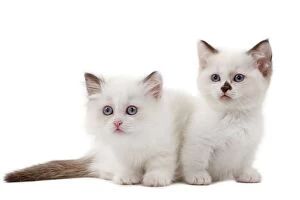 Images Dated 25th June 2012: Cat - Munchkin kittens