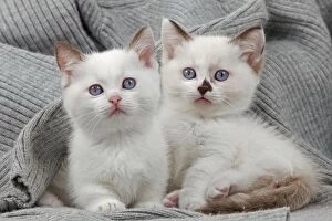 Images Dated 25th June 2012: Cat - Munchkin kittens