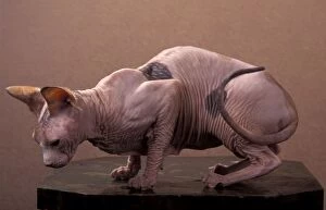 Images Dated 7th February 2014: Cat - Naked cat - Sphinx cat