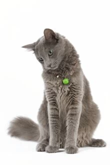 Images Dated 25th September 2011: Cat - Nebelung