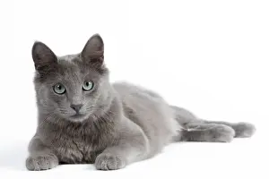 Rest Prints: Cat - Nebelung