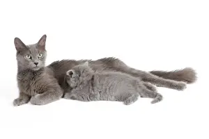 Cat - Nebelung - Cat with kitten