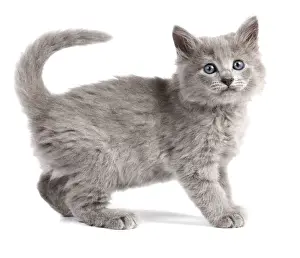 Baby Animal Prints: Cat - Nebelung Kitten