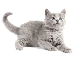 Cat - Nebelung Kitten