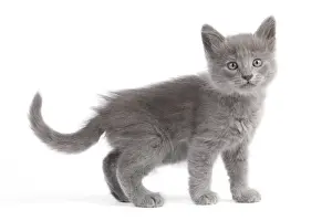Cat - Nebelung Kitten