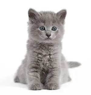 Cute Prints: Cat - Nebelung kitten