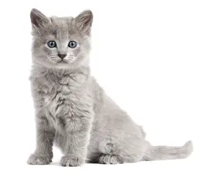 Kitten Prints: Cat - Nebelung Kitten