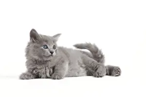 Cat - Nebelung kitten