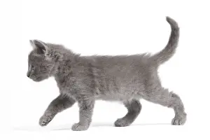 Cat - Nebelung Kitten