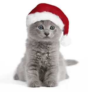 Cat - Nebelung kitten wearing Christmas hat Digital Manipulation: Hat (Su)