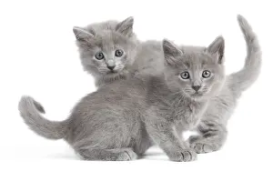Nebelungs Prints: Cat - Nebelung Kittens