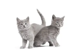 Cat Prints: Cat - Nebelung Kittens