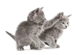 Kitten Prints: Cat - Nebelung Kittens