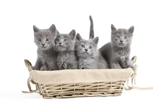 Cat - Nebelung Kittens in basket