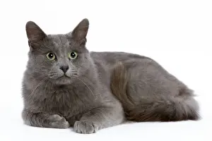 Cat - Nebelung - lying down