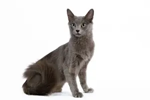 Cat - Nebelung - sitting down