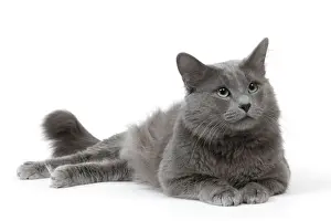 Cat - Nebelung in studio
