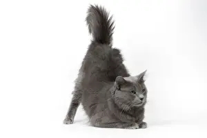 Cat - Nebelung in studio