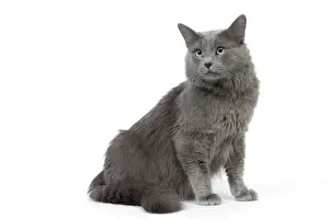 Cat - Nebelung in studio