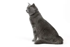 Cat - Nebelung in studio
