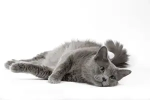 Cat - Nebelung in studio