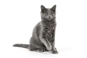Cat - Nebelung in studio