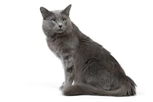 Images Dated 17th April 2010: Cat - Nebelung in studio