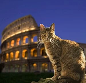 Cat - at night sitting by Coliseum in Rome - Italy