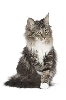 Cat - Norwegian brown blotched tabby & white in studio