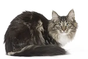 Cat - Norwegian brown blotched tabby & white in studio