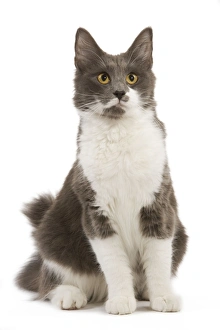Images Dated 30th October 2007: Cat - Norwegian Forest Bicolor Cat