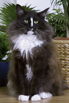 Cat - Norwegian Forest - black & white