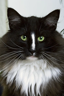 cat-norwegian-forest-black-
