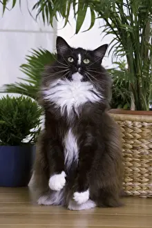 Cat - Norwegian Forest - black & white - begging