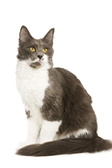 Images Dated 30th October 2007: Cat - Norwegian Forest Brown Tabby Cat