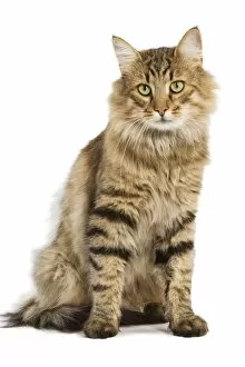 Images Dated 30th October 2007: Cat - Norwegian Forest Brown Tabby Cat