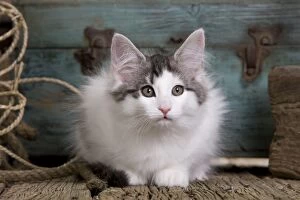 Images Dated 30th May 2011: Cat - Norwegian Forest Cat - 10 week old Kitten