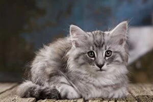 Images Dated 30th May 2011: Cat - Norwegian Forest Cat - 10 week old Kitten