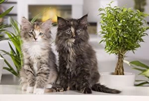 Images Dated 30th May 2011: Cat - Norwegian Forest Cat - 10 week old Kittens