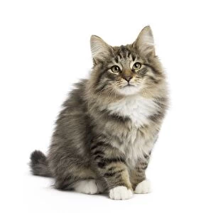 Images Dated 12th April 2017: Cat Norwegian Forest Cat